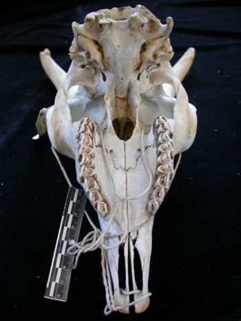 Media type: image;   Mammalogy 17393